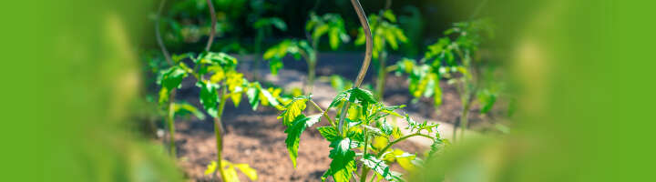 pflanzenstuetze pflanzenbinder kategorieeinstiegsbanner